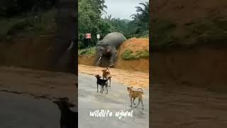 elephant playing #wildlife #wildelephant #animals
