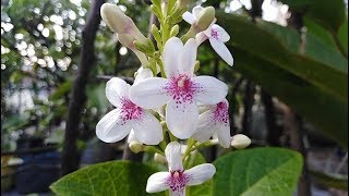 Pseuderanthemum reticulatum