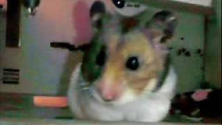 Hamster Video