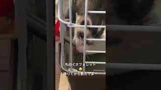 ものぐさフェレット、ウニ✹‪(ᯅ̈ )✹