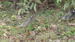 [4K] 野鳥：ムクドリ／ＨＴ公園