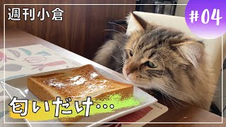 【週刊小倉4】人間の食べ物が気になる子猫【サイベリアン・多頭飼い】