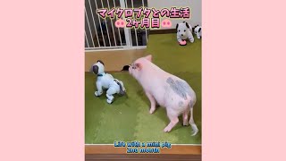 マイクロブタとの生活🐽2ヶ月目🐽 Life with a mini pig: 2nd month #マイクロブタ #ミニブタ #micropig #minipig