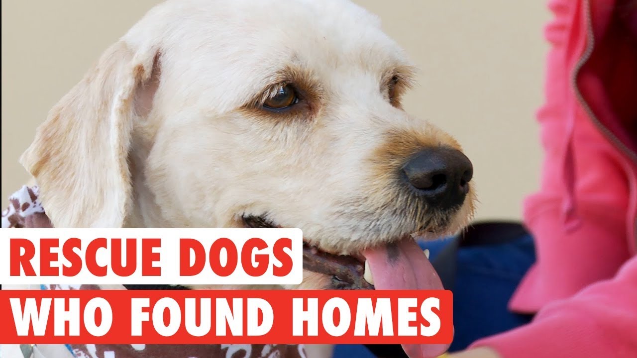 Rescue Dogs Who Found Forever Homes - YouTube