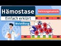 Primäre und sekundäre Hämostase (Blutstillung / Blutgerinnung / Gerinnungskaskade) einfach erklärt