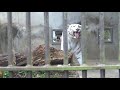 2021.5.30 宇都宮動物園☆ホワイトタイガーのアース王子_01