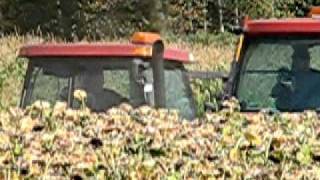 silage sunflower,ensilage de tournesol = gras+proteines.AVI