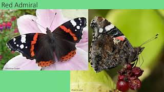 Butterflies of the Yorkshire Dales