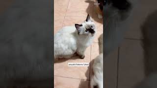 Kenapa kutu kucing tidak boleh di Pites