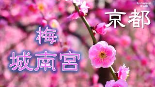 【京都・梅】京都の梅の名所 城南宮の梅　京都観光 Plum blossom at Jyonangu shrine in Kyoto Japan