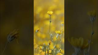 Nature's Colors: Exploring the Vibrant World Outside! #shorts
