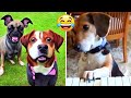 Funny Animal Videos 2023 - Comedy Voiceover! #81😹🐶🤣