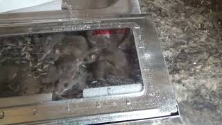 Catching Mice With The JT Eaton, Best Mouse Trap Ever?