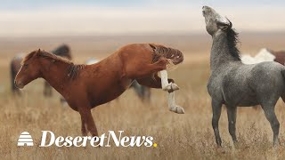 Americans will soon have a $5 billion wild horse problem