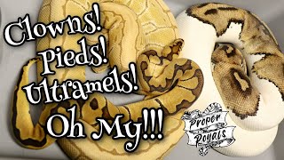 New Collection Details - My Newest BALL PYTHON additions!!!