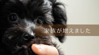 「新しい家族」を迎えました♪【マルチーズ×チワワ】【マルチワワ】