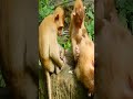 monkeys videos shorts monkeys viral shorts videos 207