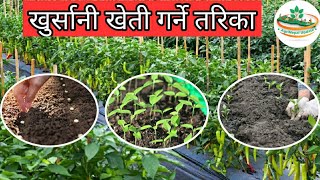 खुर्सानी खेती गर्ने तरिका  || Khursani kheti garne tarika || AgriNepal