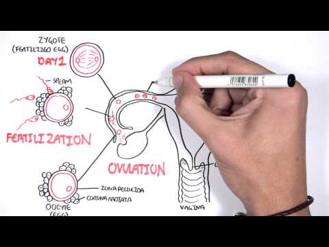 What are the different types of fertilization?