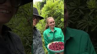 Try growing some super yummy Bayberries!