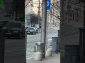 wild pig roams streets of gdynia poland