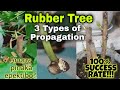 Anong pinakaepektibo? Direct Soil, ICU, or Water Propagation Rubber Tree Ficus Elastica