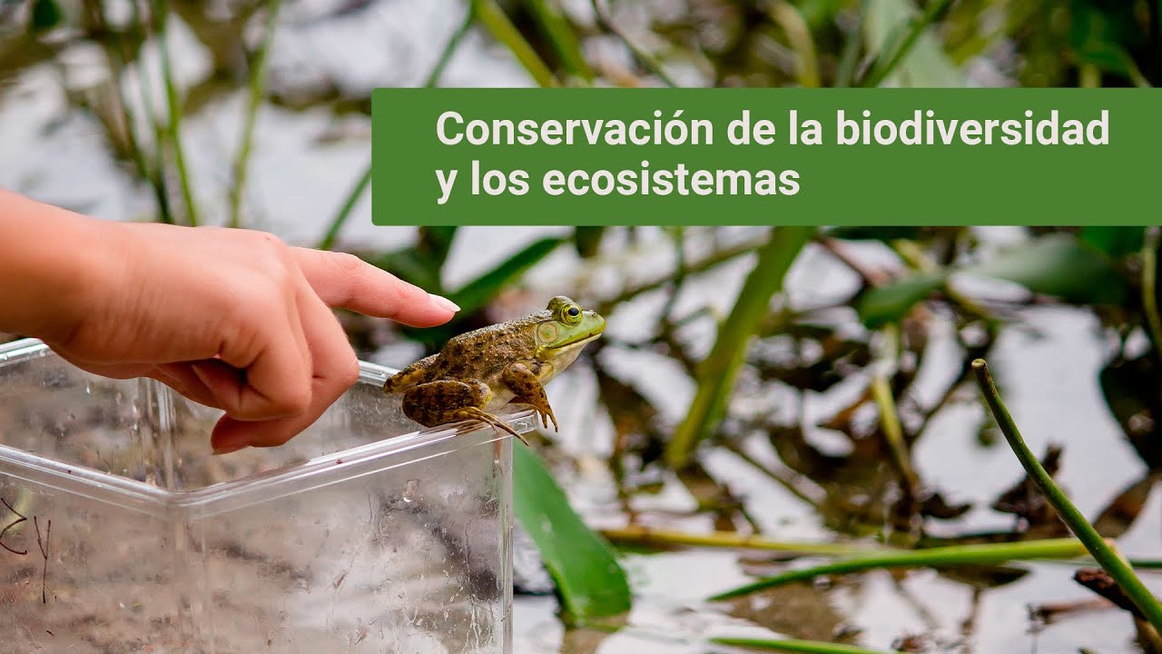 Conservación De La Biodiversidad Y Los Ecosistemas - YouTube