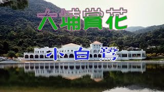 大埔賞花小白鷺海濱公園2021 03 02