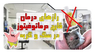 رازهای درمان قارچ درماتوفیتوز در سگ و گربه