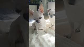 立派な耳!! #chihuahua #スムチー #shortvideo #チワワ#スムースチワワ#多頭飼い#ぽっちゃん🥓#関西犬