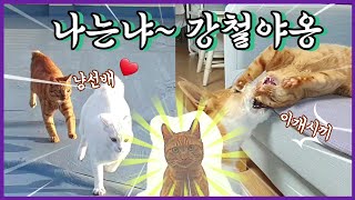 개바쁘다냐옹~낮엔 고양이랑 놀고, 밤엔 강아지랑 놀아주는 개냥이의 하루 [Eng sub] dogcat video