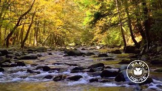 Bark House on Finding Welcome Video