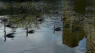 FOTO-POESIE + MUSIK Am Fluss der Stille - At the river of silence