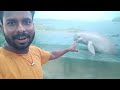 ଅସଯିବ ସାତପଡ଼ା chilika ବୁଲିବା 🐬 satapada chilika vlogs villagelifestyle odiavlogs viral