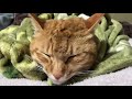 【猫】寝起きが不機嫌な猫！寝過ぎなので猫じゃらしで起こしたら...【不機嫌】