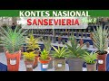 Sansevieria Terbaik di Kontes Nasional | Lidah Mertua Kontes || Snake Plant (Sansivera) Contest