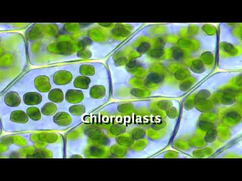 Where is glucose made in photosynthesis?