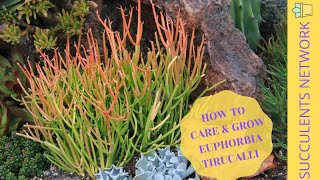 How To Grow \u0026 Care For Euphorbia Tirucalli