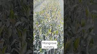 Mangrove nursery