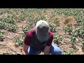 Virtual Field Day: Cotton in Cover Crop Development