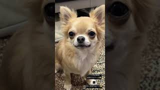 お目目うるうる声あまあま攻撃。#shorts #チワワ #犬のいる暮らし #chihuahua #치와와