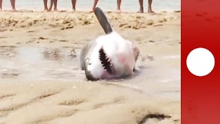 Beach-goers tentatively rescue marooned great white shark