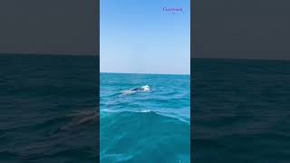 Pov: It's Whale Watching Season in Sri Lanka