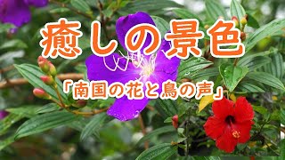 【癒し/自然の景色】真っ赤な花と鳥のさえずり　ハイビスカスやノボタンなど