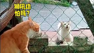 客家话配音搞笑视频—猫的魅力 Funny video with Hakka dubbing—The Charm of Cats