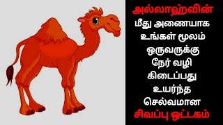 அல்லாஹ்வின் மீது அணையாக உங்கள் மூலம் நேர் வழி கிடைப்பது உயர்ந்த செல்வமான சிவப்பு ஒட்டகம்..?