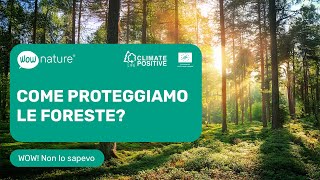 Come proteggiamo le foreste? 🔥