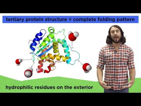 Protein Structure Protein Structure
