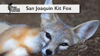 Public Service Announcement: San Joaquin Kit Fox - Saving Species Together