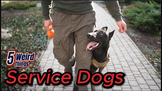 5 Weird Things - Service Dogs (Unbelievable!)